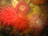 Photo of Cribinopsis fernaldi